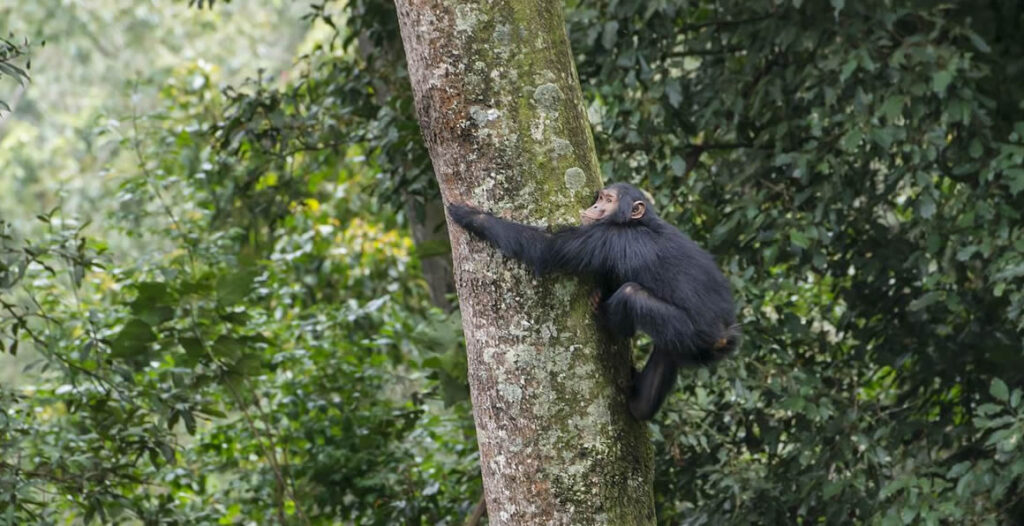 chimpanzee-seen-on-canopy-walk
